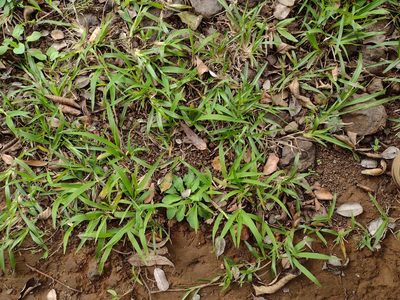 Paspalum conjugatum, photographed by Kevin Faccenda