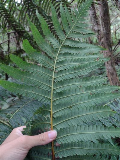 Cibotium menziesii, photographed by Kevin Faccenda