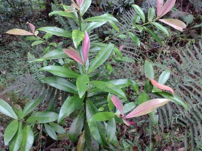 Myrsine lessertiana, photographed by Kevin Faccenda