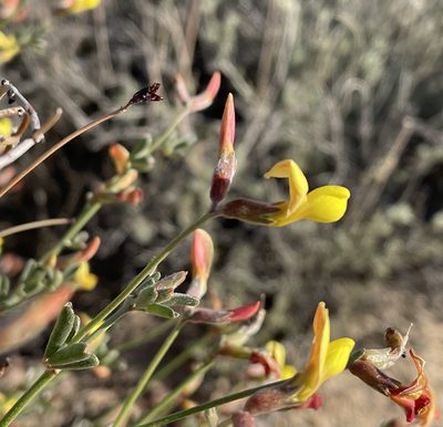Acmispon rigidus, photographed by Henrik Kibak