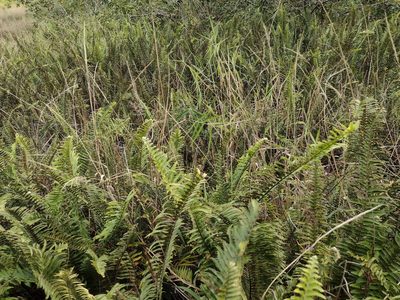 Urochloa mutica, photographed by Kevin Faccenda