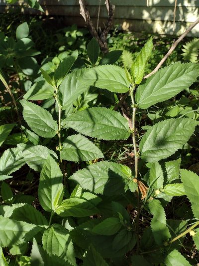 Sida planicaulis, photographed by Kevin Faccenda