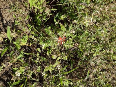 Castilleja arvensis, photographed by Kevin Faccenda