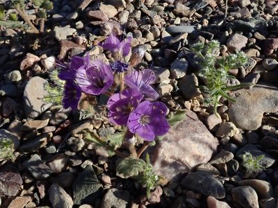 Phacelia crenulata, photographed by joergmlpts