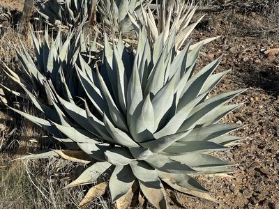 Agave deserti, photographed by Henrik Kibak