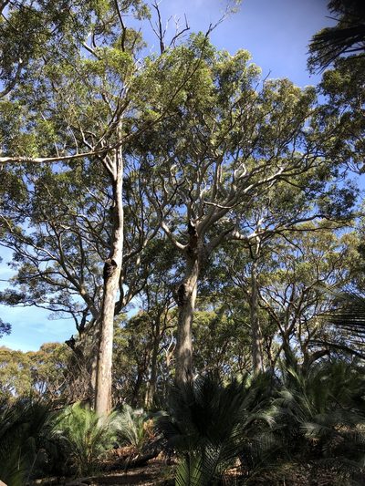 Corymbia maculata, photographed by Ely Wallis