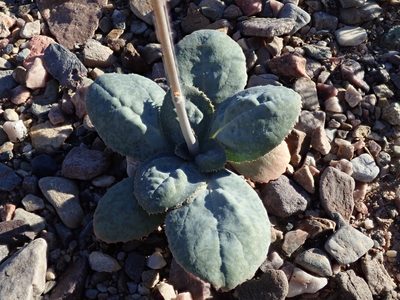 Atrichoseris platyphylla, photographed by joergmlpts