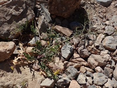 Sisymbrium irio, photographed by joergmlpts