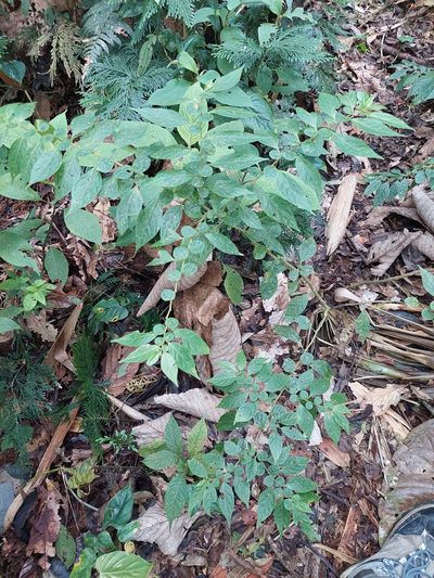 Capsicum dimorphum, photographed by Daniel Mesa