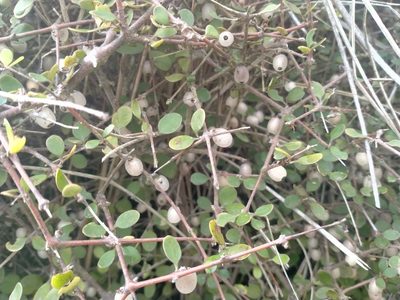 Coprosma crassifolia, photographed by John Barkla