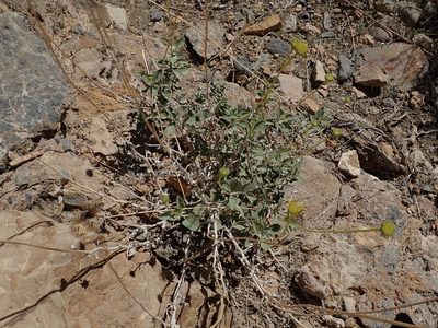 Encelia actoni, photographed by joergmlpts