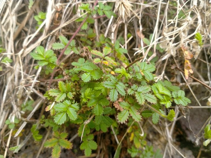 Acaena juvenca, photographed by John Barkla