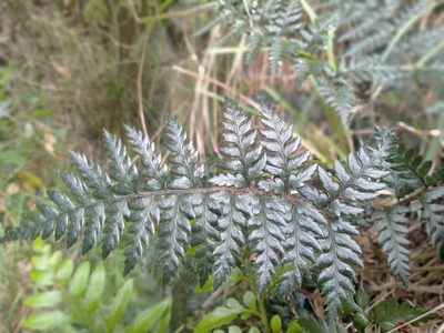 Polystichum neozelandicum, photographed by John Barkla