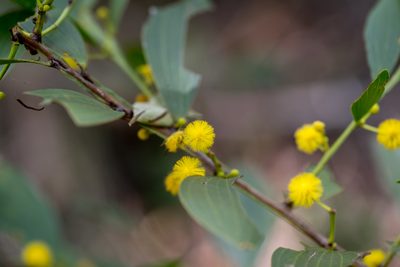 Acacia complanata, photographed by Bruce Cathie
