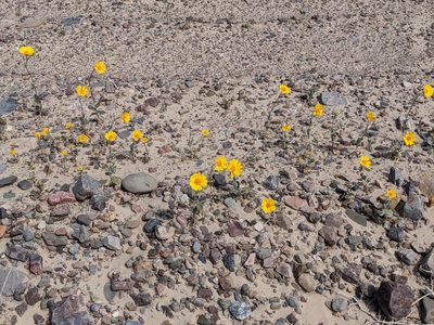 Geraea canescens, photographed by joergmlpts