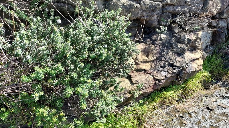 Westringia fruticosa, photographed by Peter B