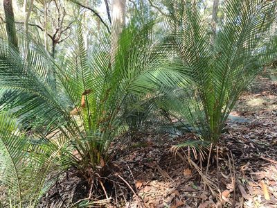 Macrozamia communis, photographed by Peggy Newman