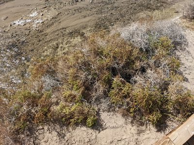 Allenrolfea occidentalis, photographed by joergmlpts