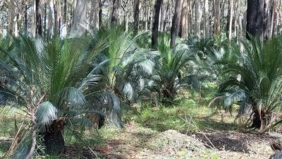 Macrozamia communis, photographed by Peter B