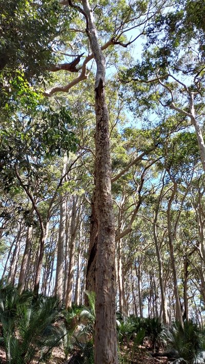 Corymbia maculata, photographed by Peter B