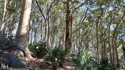 Macrozamia communis, photographed by Peter B
