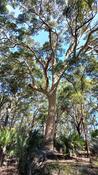 Corymbia maculata, photographed by Peter B