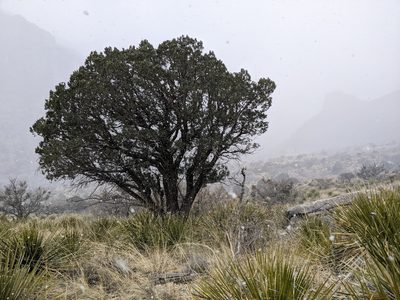 Juniperus deppeana, photographed by Rachel Stringham