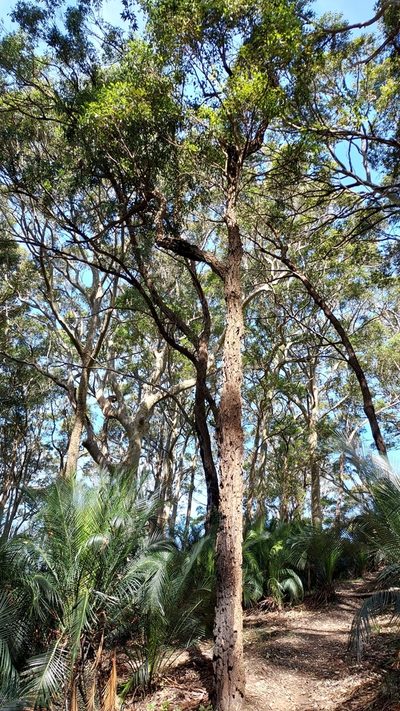 Eucalyptus paniculata, photographed by Peter B