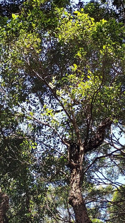 Eucalyptus paniculata, photographed by Peter B