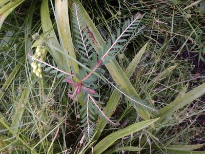 Phyllanthus urinaria, photographed by Kevin Faccenda