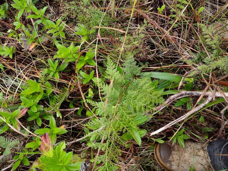 Odontosoria chinensis, photographed by Kevin Faccenda