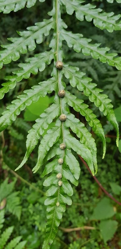 Tectaria gemmifera, photographed by Suvarna Parbhoo Mohan