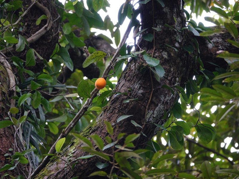 Ficus punctata, photographed by Cheongweei Gan