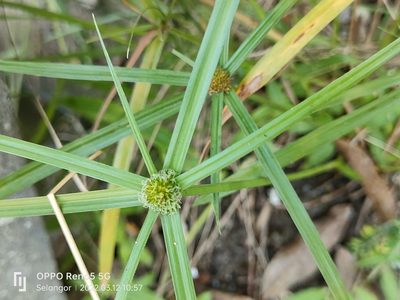 Cyperus aromaticus, photographed by Ong Jyh Seng