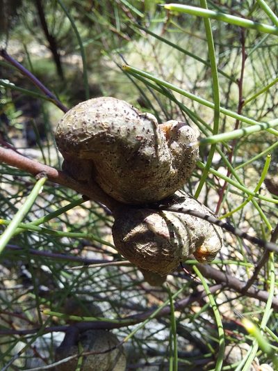 Hakea rostrata, photographed by insiderelic
