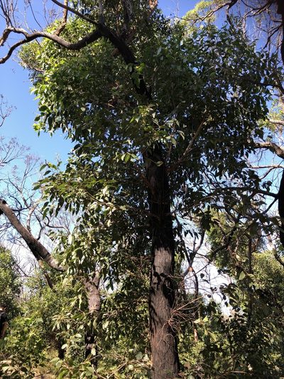 Eucalyptus oblonga, photographed by Ely Wallis