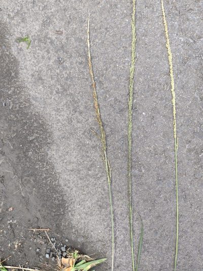 Sporobolus elongatus, photographed by Kevin Faccenda