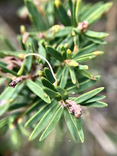 Melaleuca cuticularis, photographed by pimelea