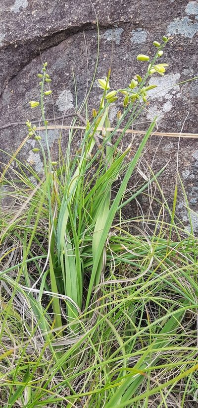 Albuca abyssinica, photographed by Suvarna Parbhoo Mohan