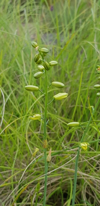Albuca abyssinica, photographed by Suvarna Parbhoo Mohan