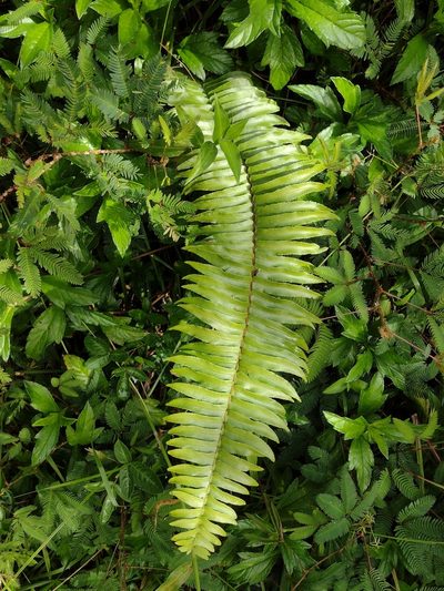 Nephrolepis exaltata, photographed by Kevin Faccenda