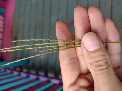 Digitaria ciliaris, photographed by Kevin Faccenda