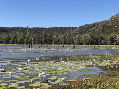 Nymphaea gigantea, photographed by Martin Hannan-Jones