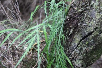 Asplenium flaccidum, photographed by Joe Dillon