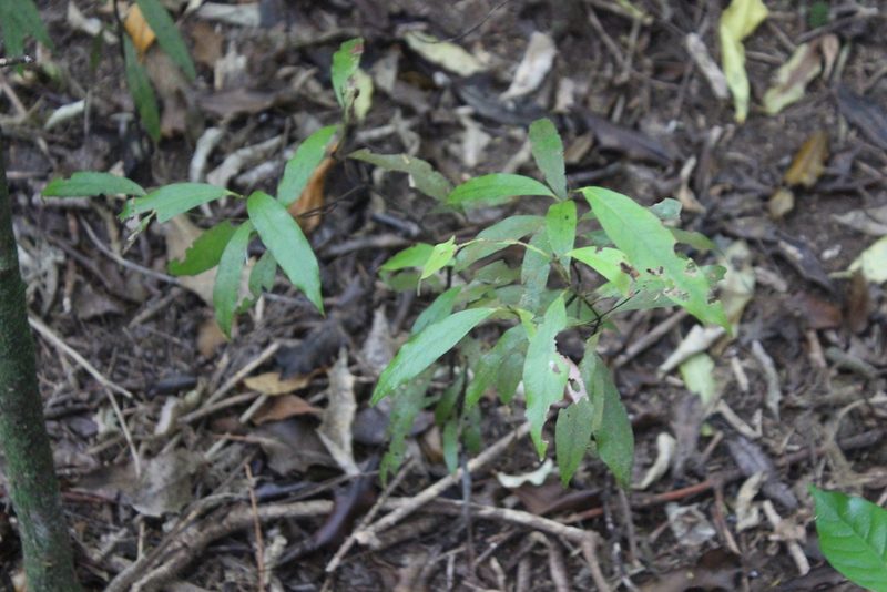 Beilschmiedia tawa, photographed by Joe Dillon