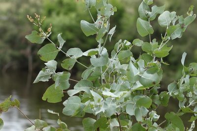 Eucalyptus melanophloia, photographed by Greg Tasney