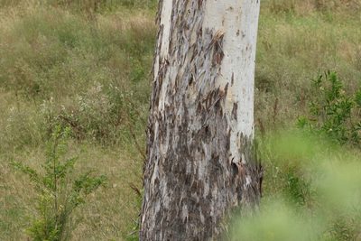 Eucalyptus tereticornis, photographed by Greg Tasney