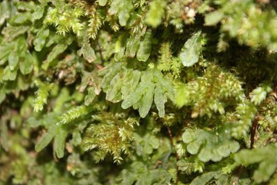 Symphyogyna hymenophyllum, photographed by Joe Dillon