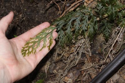 Hymenophyllum dilatatum, photographed by Joe Dillon