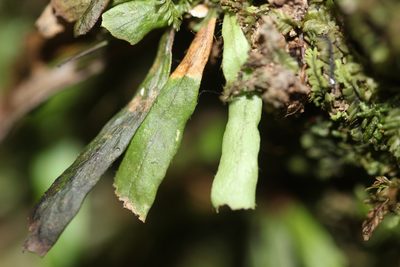 Notogrammitis billardierei, photographed by Joe Dillon